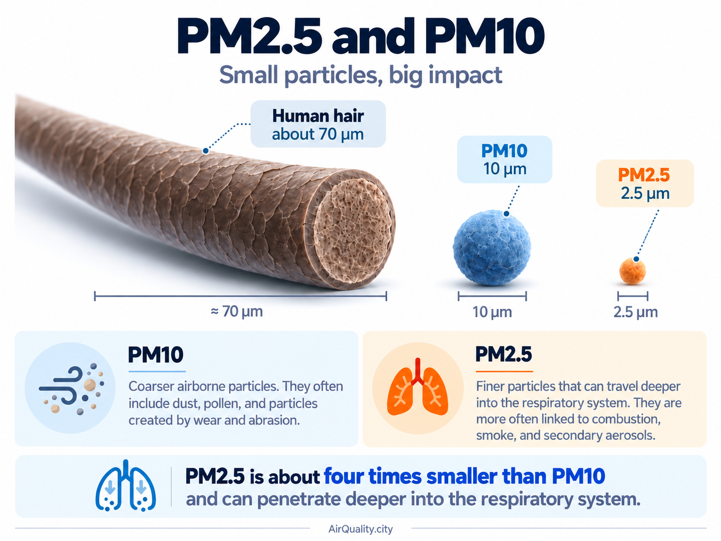 Size comparison of a human hair, PM10 and PM2.5 particles with an explanation of their effect on the respiratory system.
