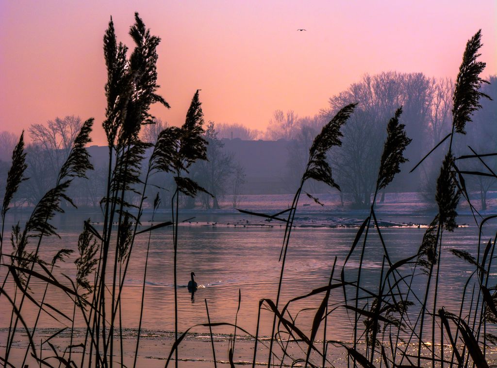 Reeds beside calm water, a swan and trees fading into winter haze beneath a pink sky.